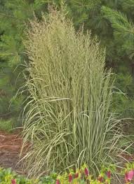 Attēlu rezultāti vaicājumam “Calamagrostis canescens leaf”