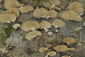 Attēlu rezultāti vaicājumam “Panellus stipticus”