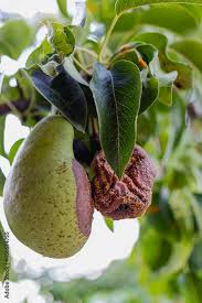 Attēlu rezultāti vaicājumam “Poa nemoralis fruit”