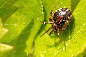 Attēlu rezultāti vaicājumam “Phylloneta sp.”