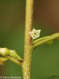 Attēlu rezultāti vaicājumam “Frangula alnus bud”
