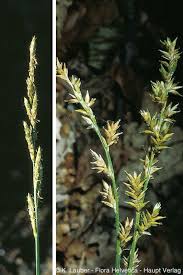 Attēlu rezultāti vaicājumam “Carex elongata”