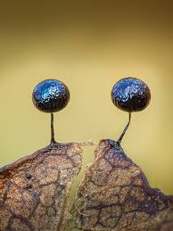 Attēlu rezultāti vaicājumam “Lamproderma columbinum”