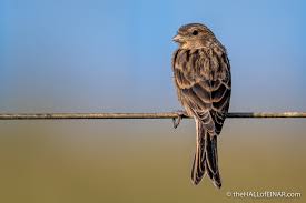 Image result for twite photo