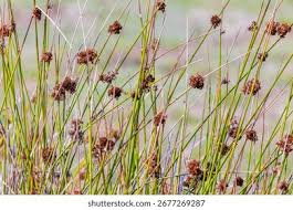 Attēlu rezultāti vaicājumam “Juncus conglomeratus”