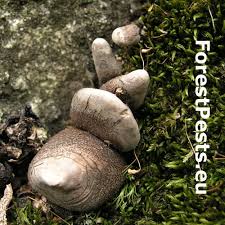 Attēlu rezultāti vaicājumam “Xylaria polymorpha”