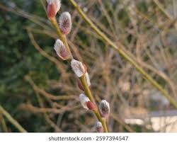 Attēlu rezultāti vaicājumam “Salix caprea bud”