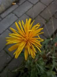 Attēlu rezultāti vaicājumam “Picris hieracioides”