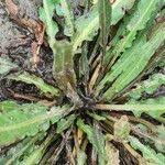 Attēlu rezultāti vaicājumam “Rumex maritimus fruit”