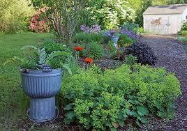 Image result for Alchemilla mollis