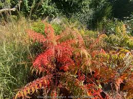 Attēlu rezultāti vaicājumam “Rhus typhina”