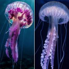 Attēlu rezultāti vaicājumam “Scyphozoa”