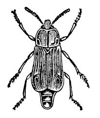 Attēlu rezultāti vaicājumam “Necrodes littoralis”