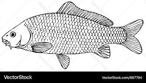 Image result for Cyprinus carpio