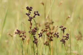 Attēlu rezultāti vaicājumam “Juncus gerardii”