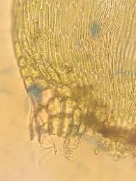 Attēlu rezultāti vaicājumam “Callicladium haldanianum sporophyte”