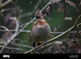 Attēlu rezultāti vaicājumam “Tetrastes bonasia female”