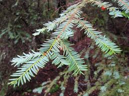 Attēlu rezultāti vaicājumam “Taxus baccata bud”