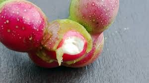 Attēlu rezultāti vaicājumam “Magnolia kobus fruit”