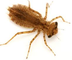 Attēlu rezultāti vaicājumam “Leucorrhinia”