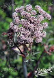 Image result for Angelica silvestris