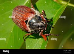 Attēlu rezultāti vaicājumam “Melolontha hippocastani”