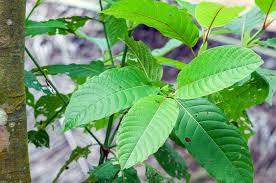 Attēlu rezultāti vaicājumam “Rubiaceae”