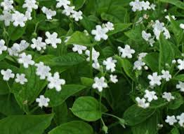 Image result for Omphalodes verna