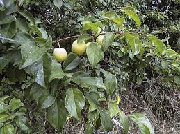 Attēlu rezultāti vaicājumam “Prunus cerasifera fruit”