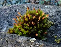 Attēlu rezultāti vaicājumam “Orthotrichum anomalum sporophyte”