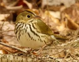 Image result for Seiurus aurocapilla