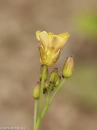 Attēlu rezultāti vaicājumam “Diplotaxis muralis flower”