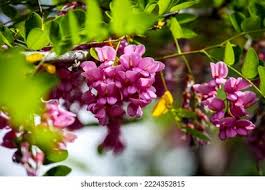 Attēlu rezultāti vaicājumam “Robinia neomexicana flower”