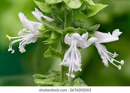 Attēlu rezultāti vaicājumam “Ocimum basilicum flower”