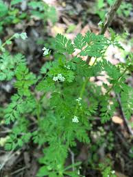 Attēlu rezultāti vaicājumam “Chaerophyllum aromaticum leaf”