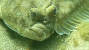 Image result for Myzopsetta ferruginea