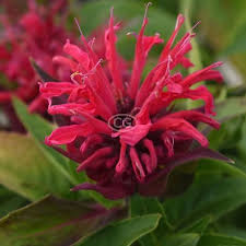 Image result for Monarda didyma