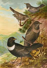 Image result for Turdus torquatus