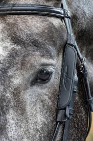 Image result for scheuklappen