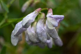 Attēlu rezultāti vaicājumam “Vicia sylvatica”