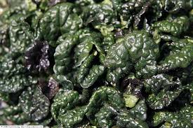 Attēlu rezultāti vaicājumam “Ajuga pyramidalis leaf”