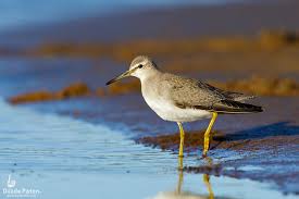 Image result for Tringa brevipes