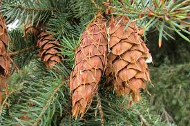 Attēlu rezultāti vaicājumam “Pseudotsuga menziesii fruit”