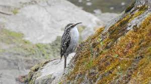 Attēlu rezultāti vaicājumam “Certhia familiaris adult”