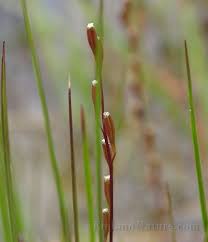 Attēlu rezultāti vaicājumam “Triglochin palustre”
