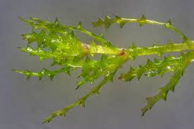 Attēlu rezultāti vaicājumam “Najas marina”