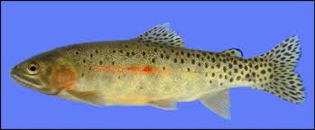 Image result for Oncorhynchus
