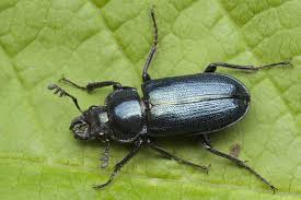 Attēlu rezultāti vaicājumam “Platycerus caraboides”