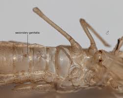 Attēlu rezultāti vaicājumam “Scardia boletella exuvia”