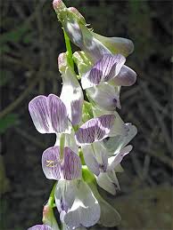 Attēlu rezultāti vaicājumam “Vicia sylvatica flower”